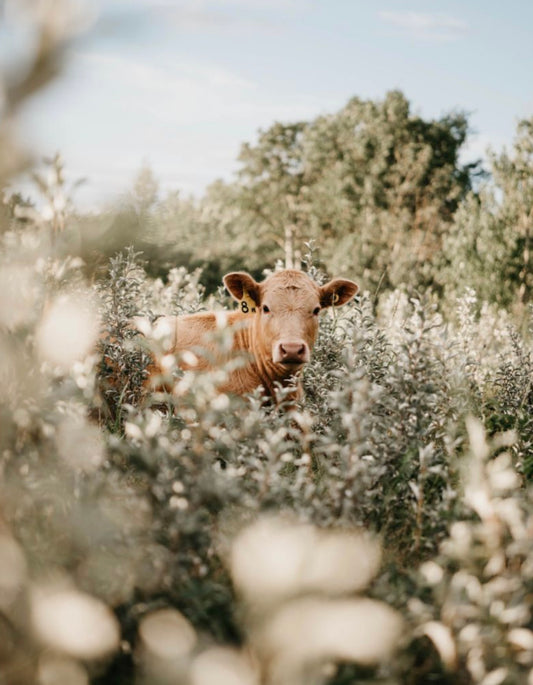 Why Tallow?