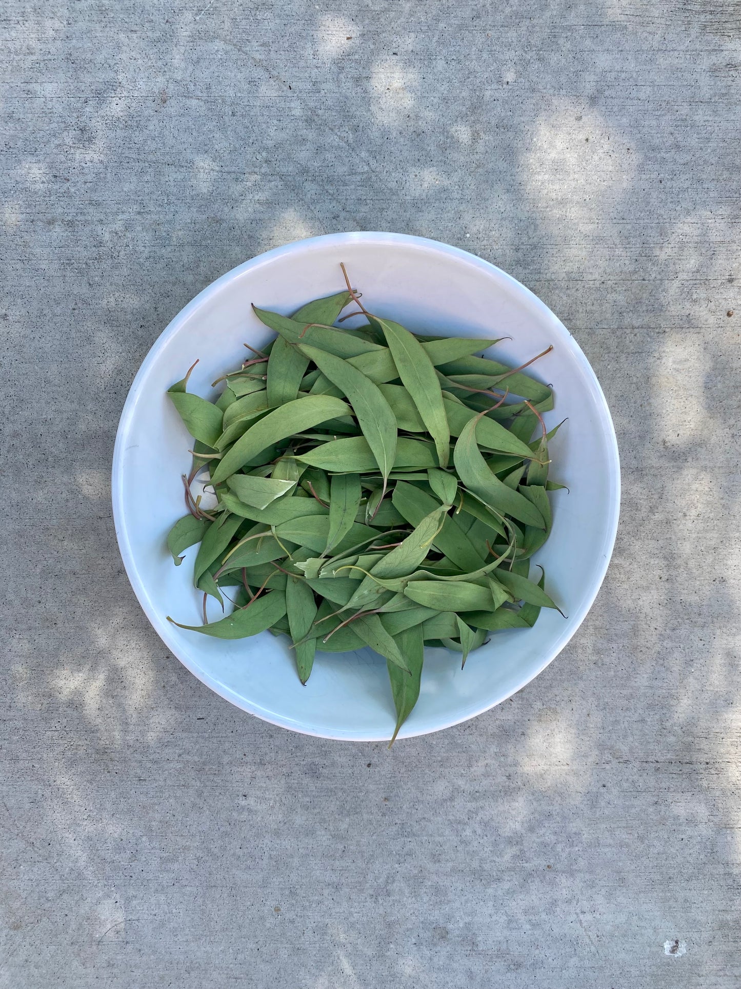 Eucalyptus Leaves